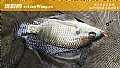 黑坑罗非鱼饵料配方大全