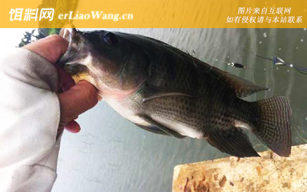 罗非鱼:经典配方