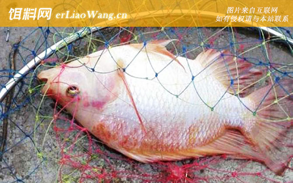 钓罗非鱼技巧及注意事项-调漂技巧