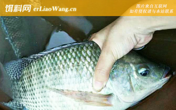 钓罗非鱼技巧及注意事项-注意事项