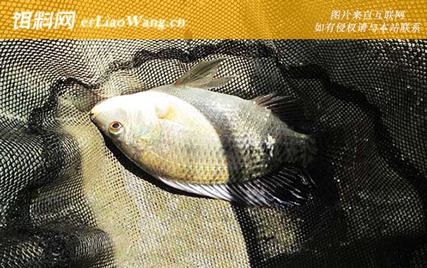 钓罗非鱼:钓组搭配