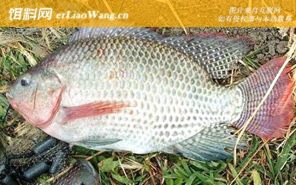 罗非鱼:窝料选用