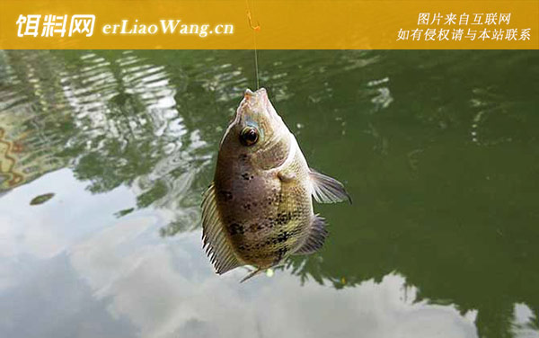 罗非鱼:注意事项