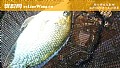 罗非鱼的钓法及注意事项
