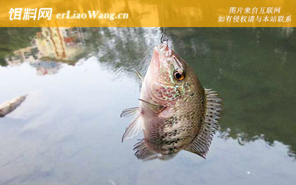 罗非鱼:常用钓法