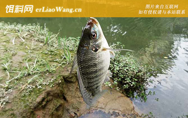 钓罗非鱼:自制饵料