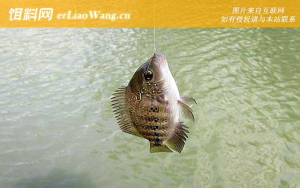 钓罗非鱼:调几钓几