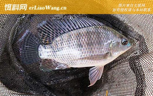 大罗非:饵料配方