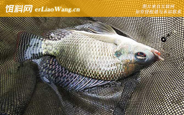 钓罗非鱼:调漂方法