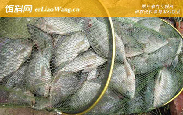 罗非鱼什么时候开口吃饵-气压