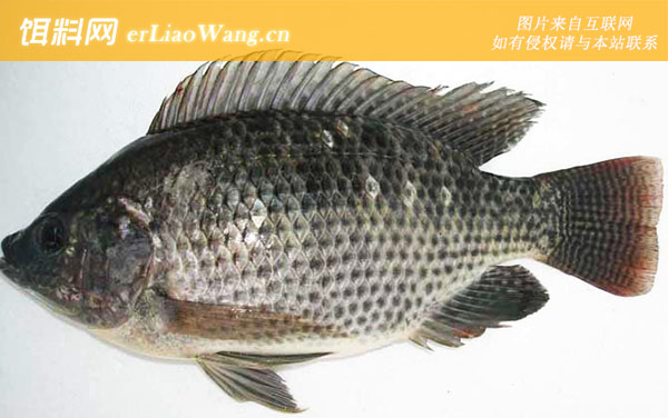 钓罗非鱼:钓底钓钝