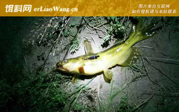 黄辣丁:生活习性