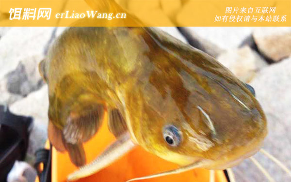 昂刺鱼:生活习性