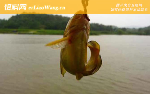 昂刺鱼:常见种类