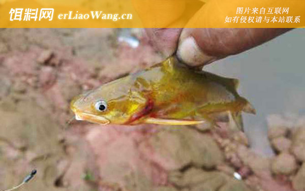 黄骨鱼:摄食习性