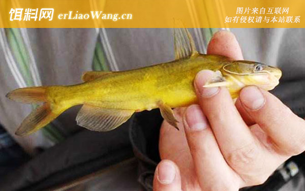 黄骨鱼:常用饵料