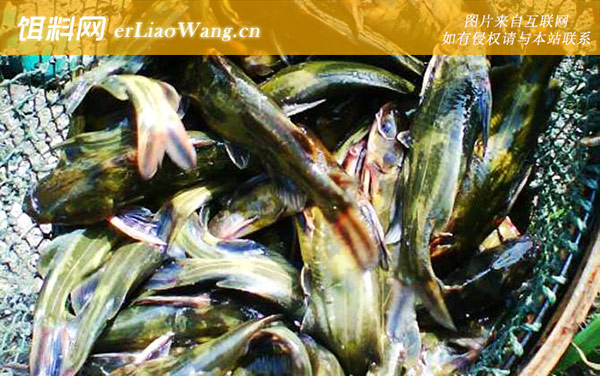 黄骨鱼:生活习性