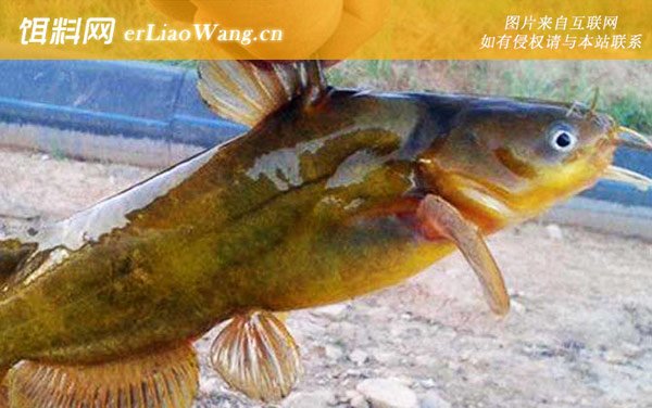 黄颡鱼:生活习性