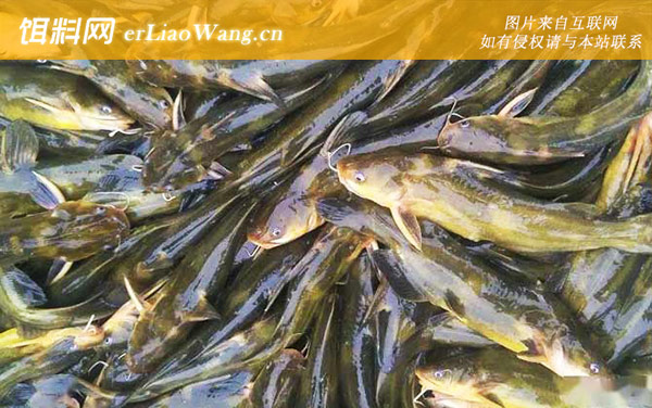 黄颡鱼:鱼种投放