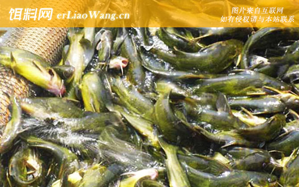 黄颡鱼:水质管理