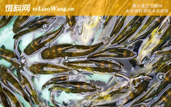 黄颡鱼:病害防治