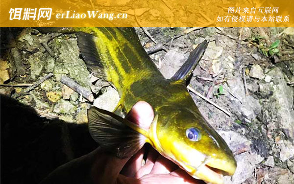 黄颡鱼:常见种类