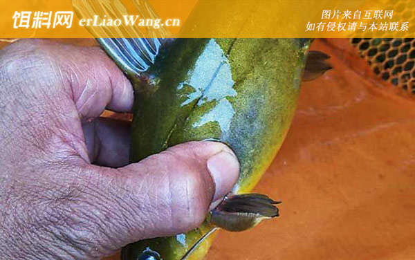 黄骨鱼:生活习性