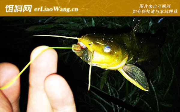 黄骨鱼:常见种类