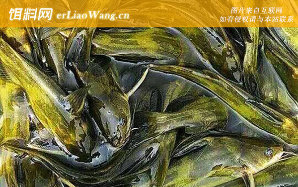 鲶鱼:栖息环境