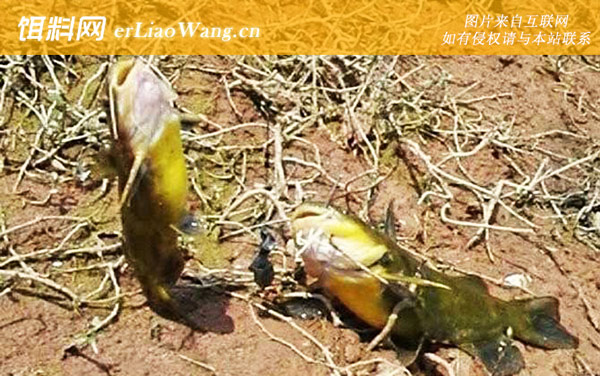 黄骨鱼:生活习性