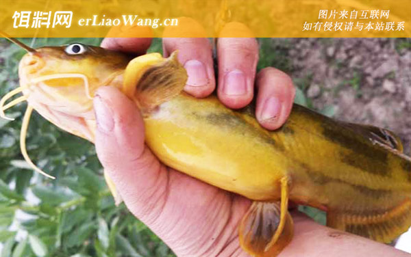 黄颡鱼:最适温度