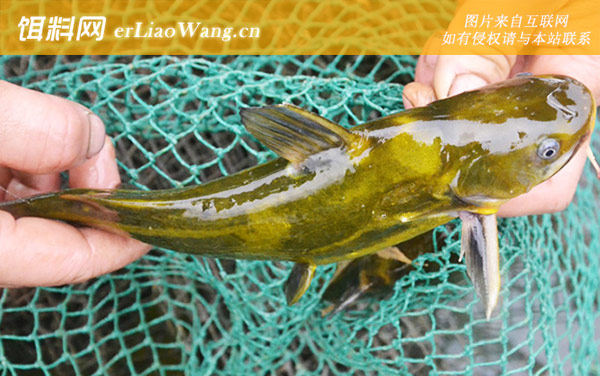 黄颡鱼:最佳气压