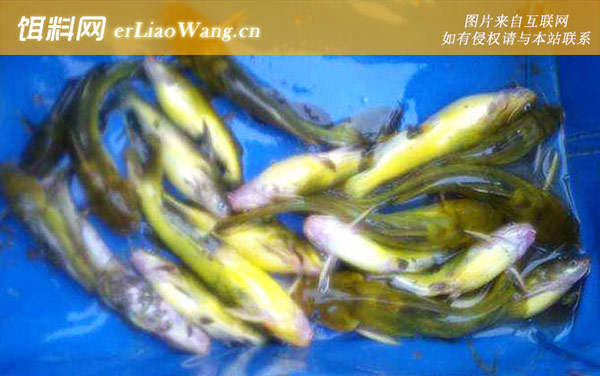 昂刺鱼:生活习性