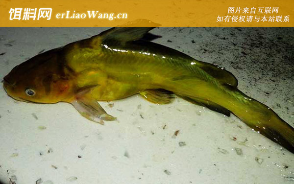 昂刺鱼:最佳时间