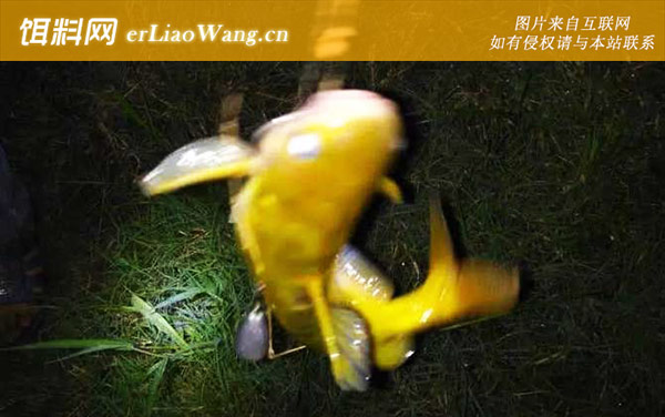 昂刺鱼:常用饵料