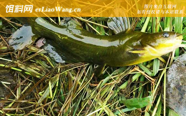 钓黄辣丁:饵料选用