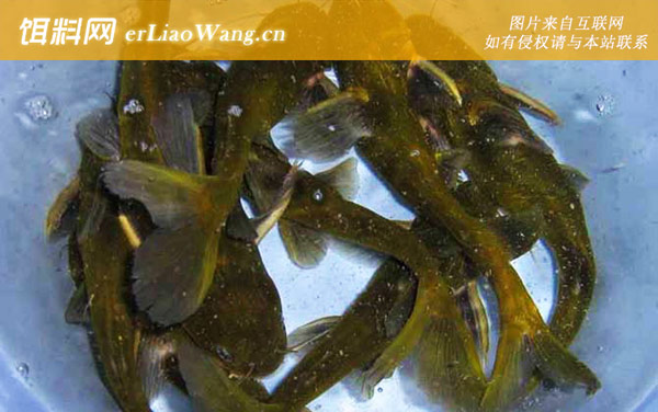 钓黄辣丁:注意事项