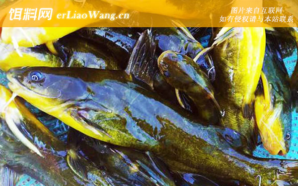 钓黄辣丁:钓具搭配