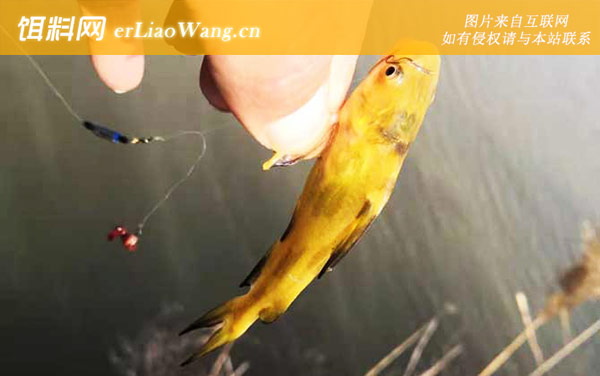 钓黄辣丁:常用钓法