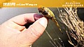 《黄骨鱼怎么钓比较快?》封面图