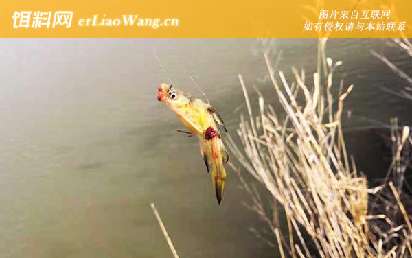 黄骨鱼:打窝诱鱼