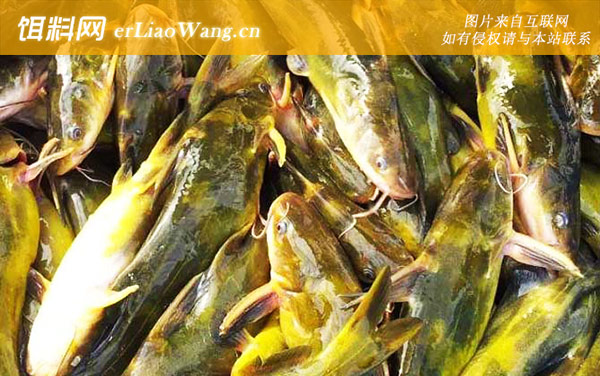 黄骨鱼怎么钓比较快-钓法技巧