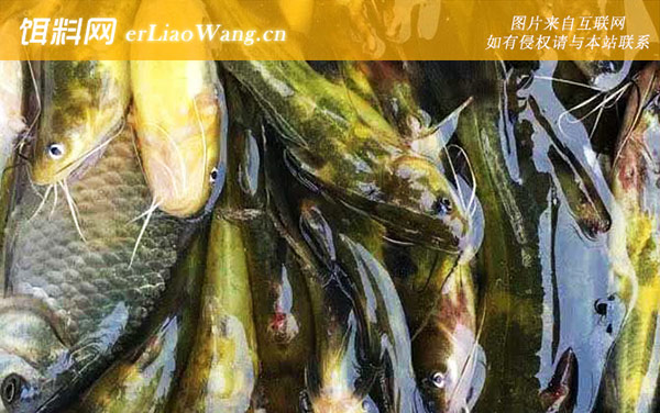 钓黄辣丁:常用饵料