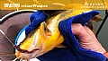 《串钩怎样钓黄骨鱼比较快?》封面图