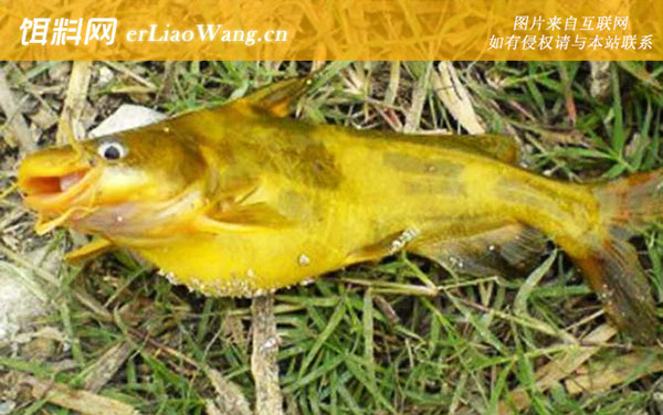 钓黄骨鱼:作钓技巧