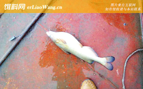 钓黄颡鱼:钓具搭配