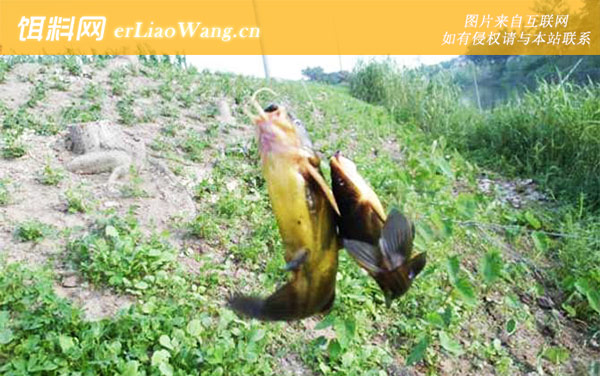 钓黄颡鱼:饵料选用