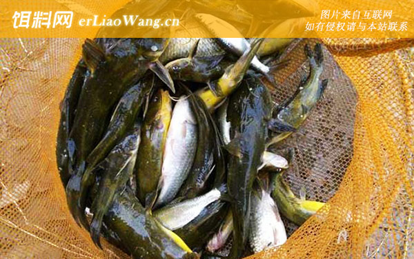 钓黄颡鱼:调漂技巧