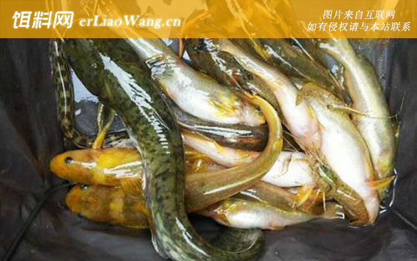 钓黄颡鱼:注意事项