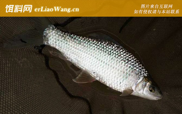 土鲮鱼:生活习性